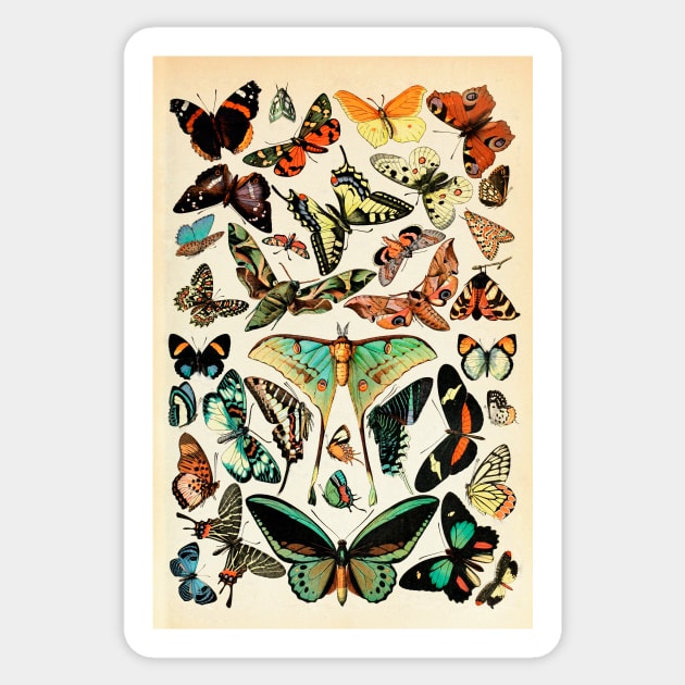 Papillon I Vintage French Butterfly Charts by Adolphe Millot Sticker by visionarysea